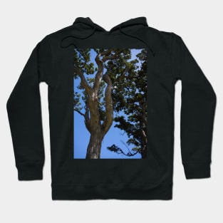 Gnarled Pohutukawa Trees. Hoodie